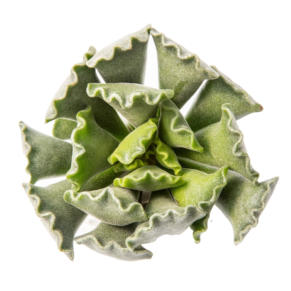 Andromischus cristatus