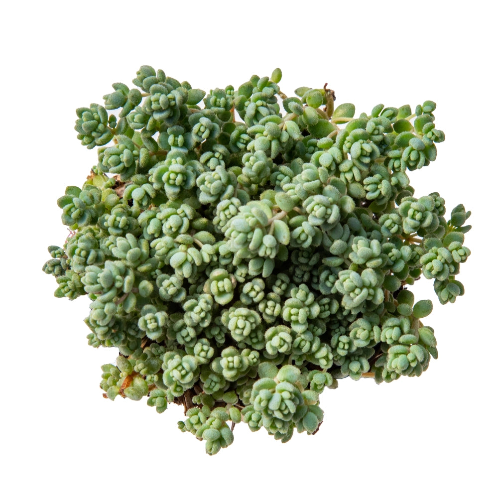 Sedum kimnachii