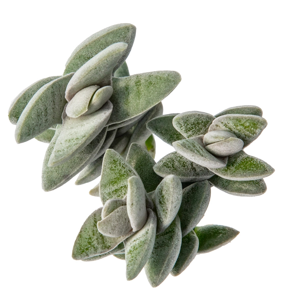 Crassula falcata