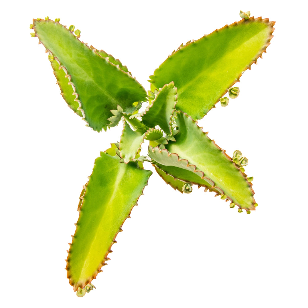 Kalanchoe daigremontiana