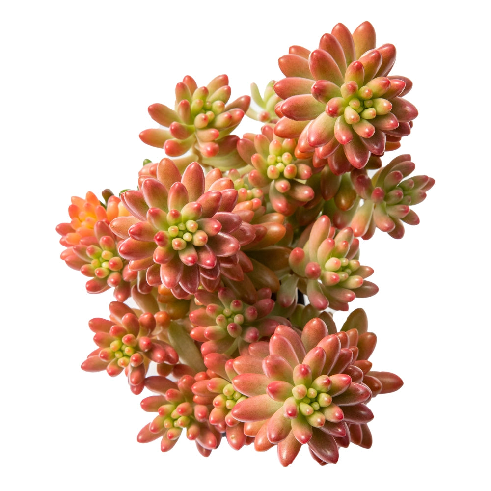 Sedum rubroticum aurora