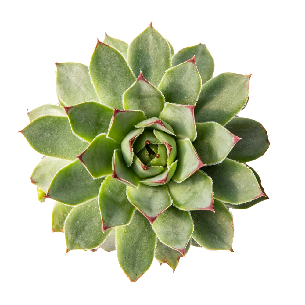 Sempervivum calcareum