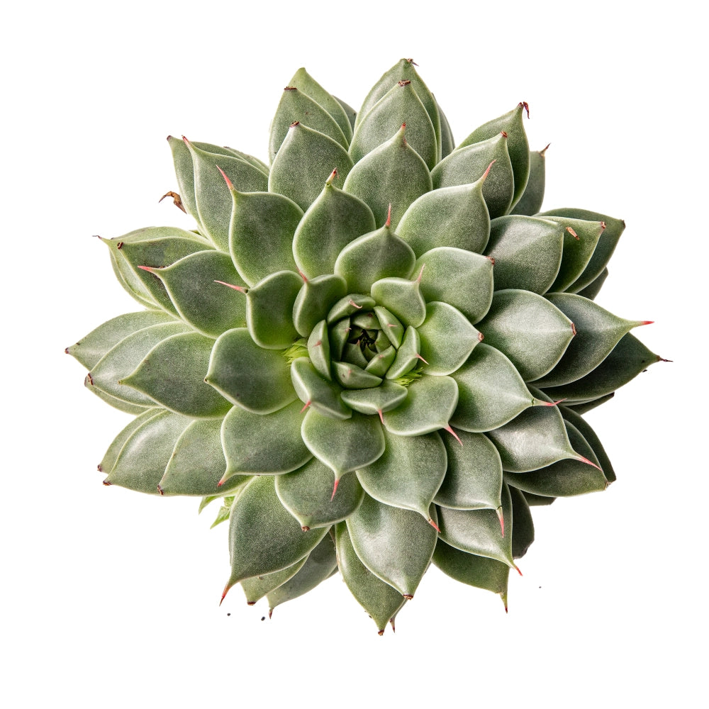 Graptoveria silver star