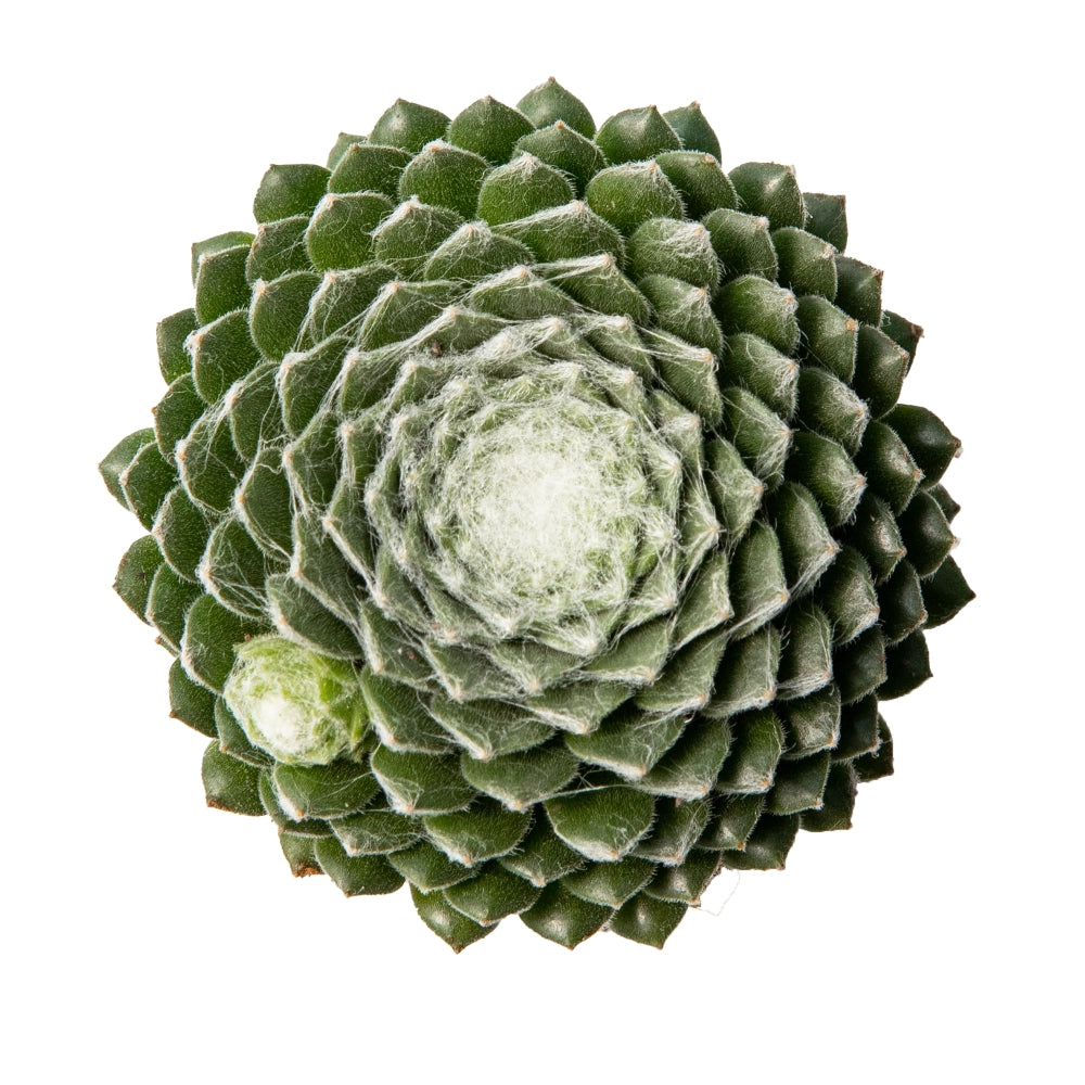 Sempervivum arachnoideum