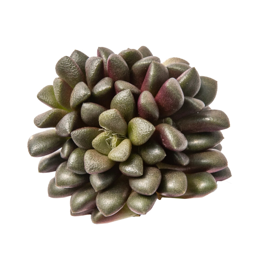 Anacampseros telepiastrum