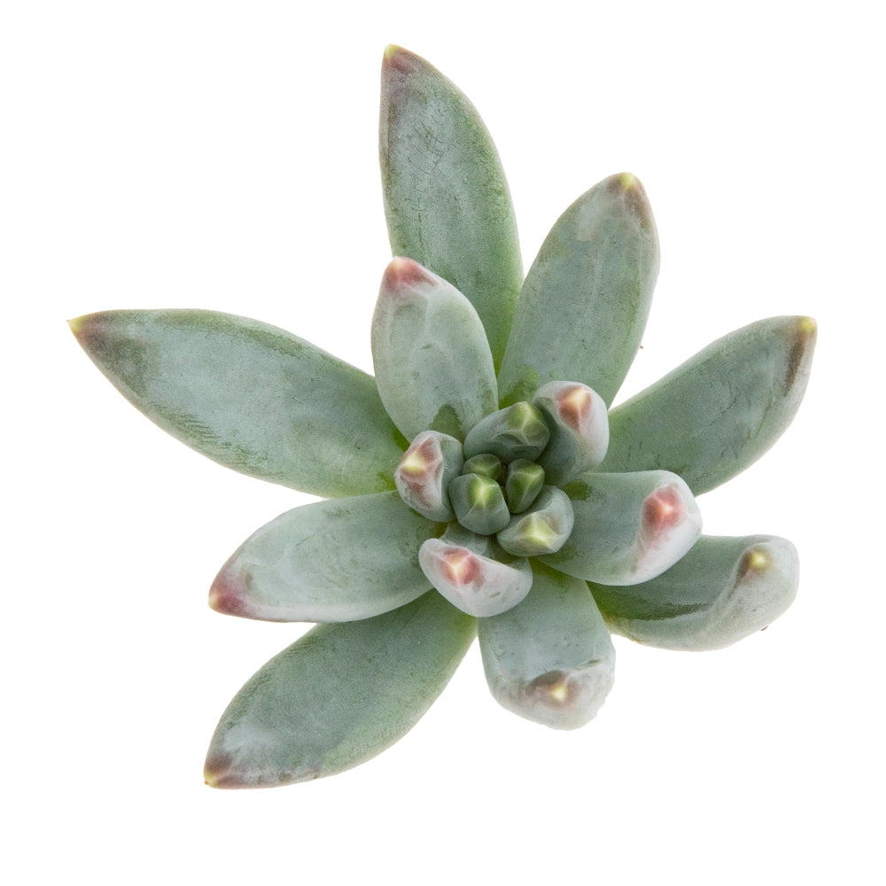 Pachyveria glauca