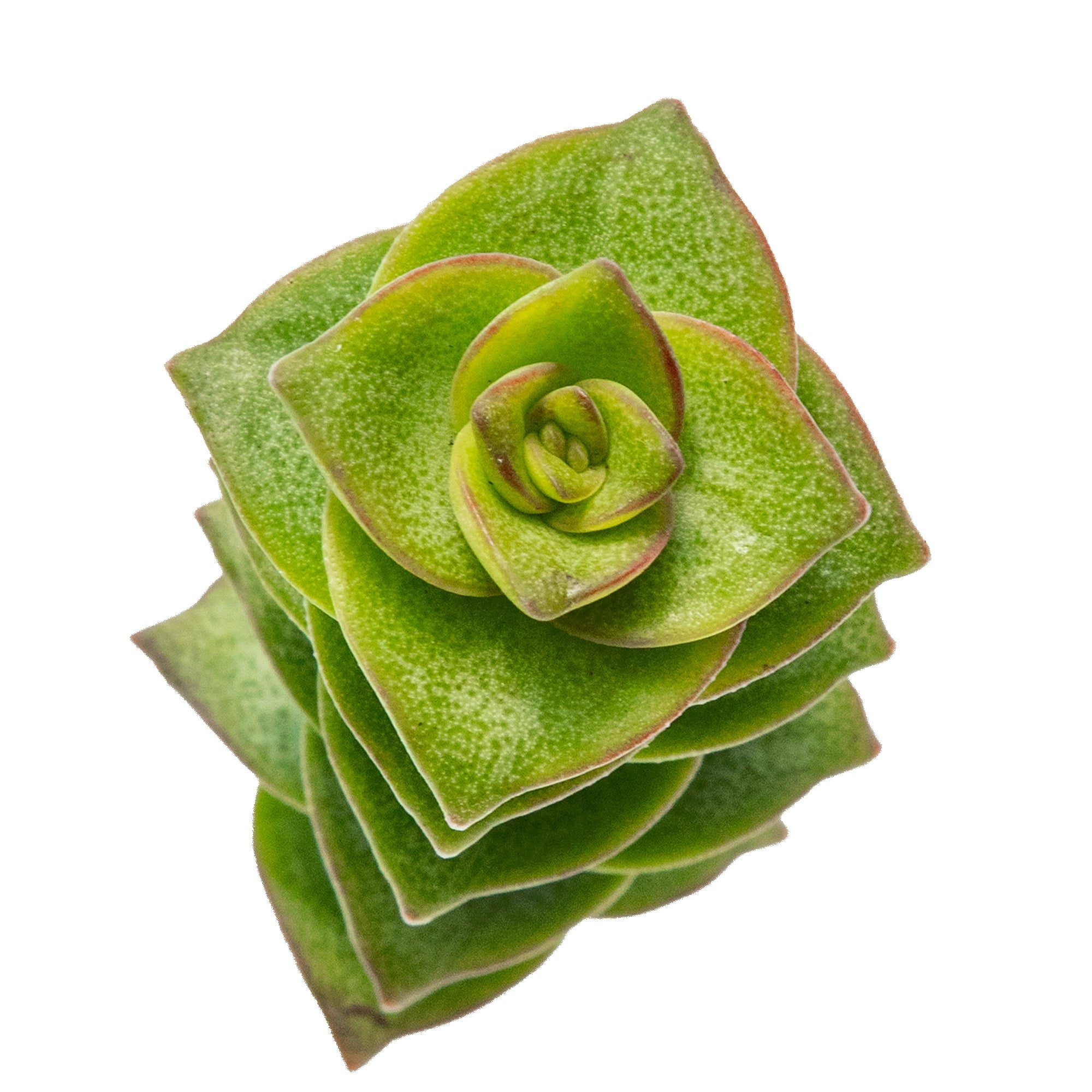 Crassula perforata