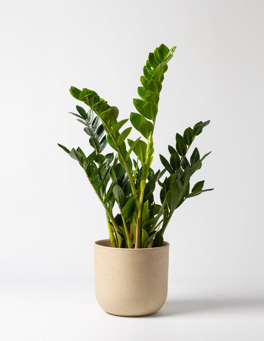 Zamioculcas 24" - 28"