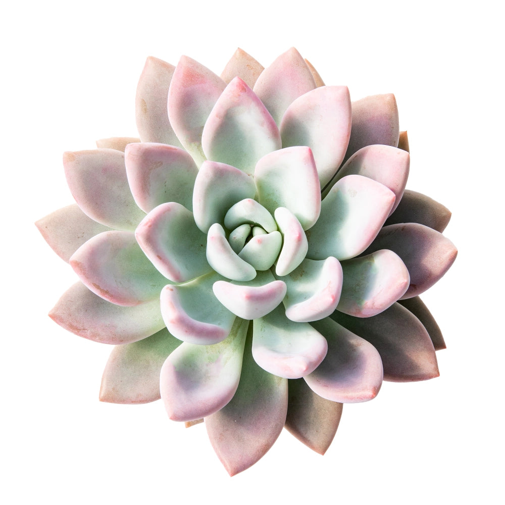 Echeveria mary luz