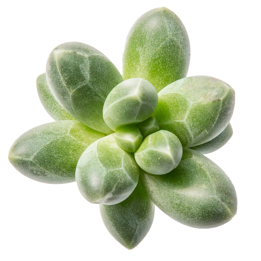 Echeveria aldebaran
