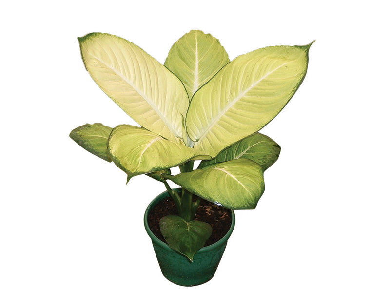 Dieffembachia Tropic Mariana 8" - 14"