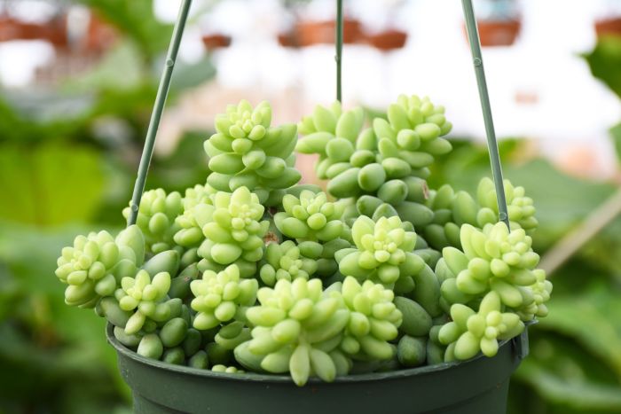 HB Sedum baby donkey