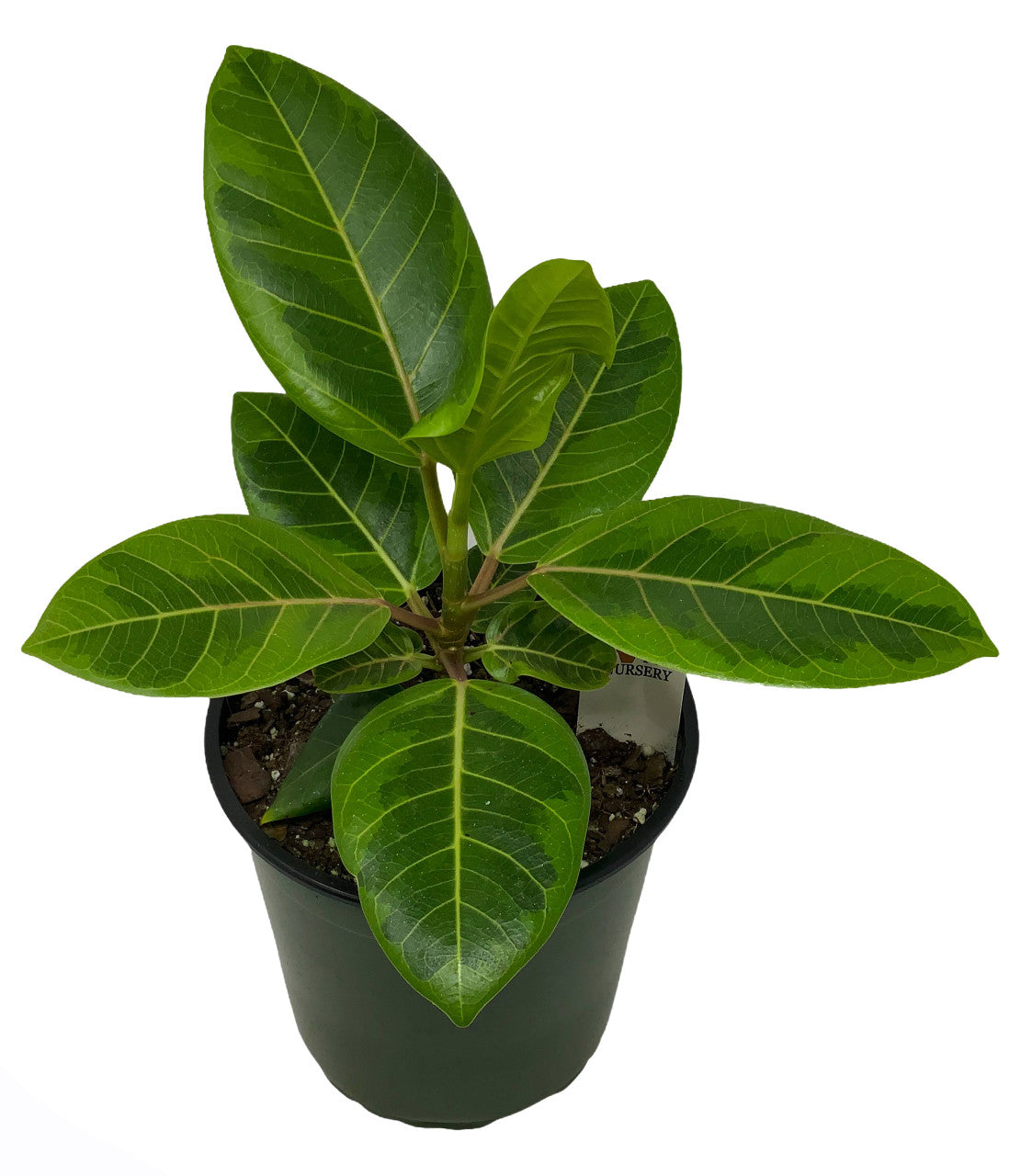 Ficus Altísima Golden Gem 18" - 24"
