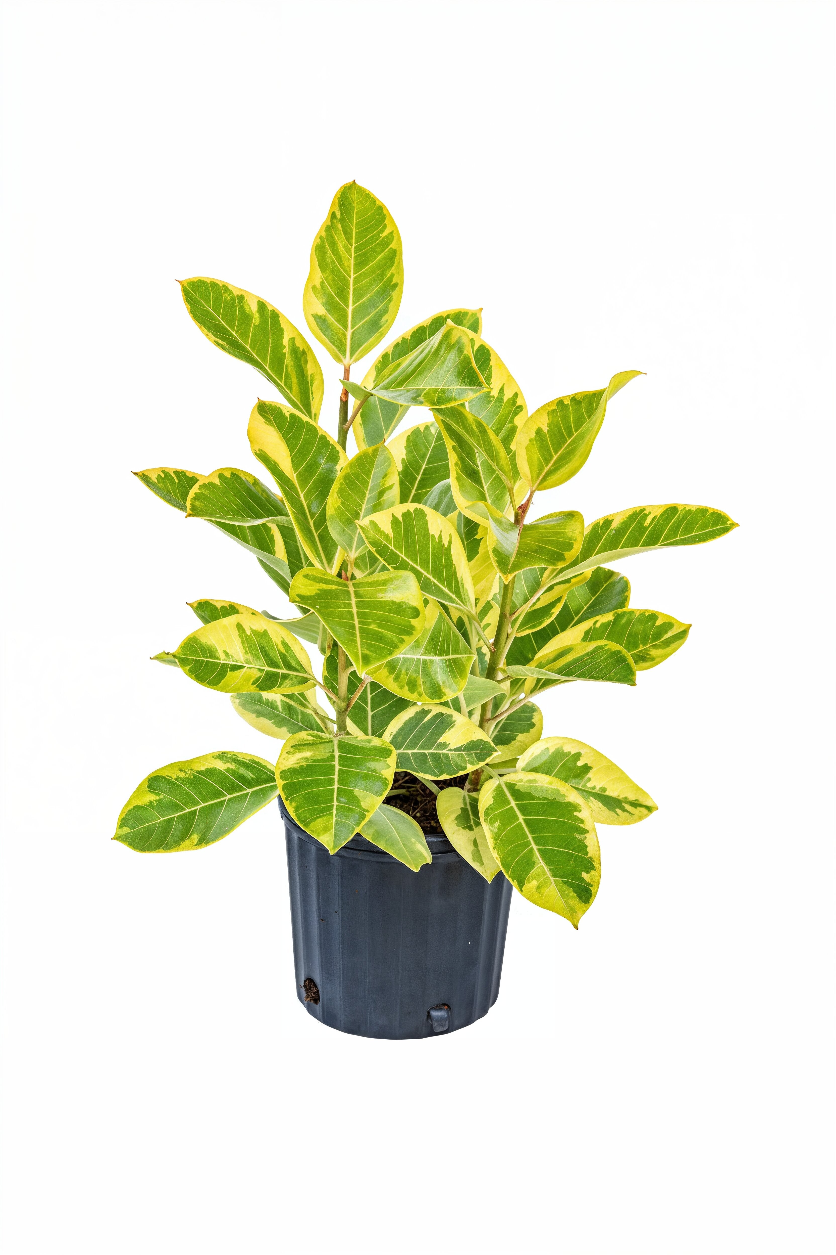 Ficus Altísima Yellow Gem