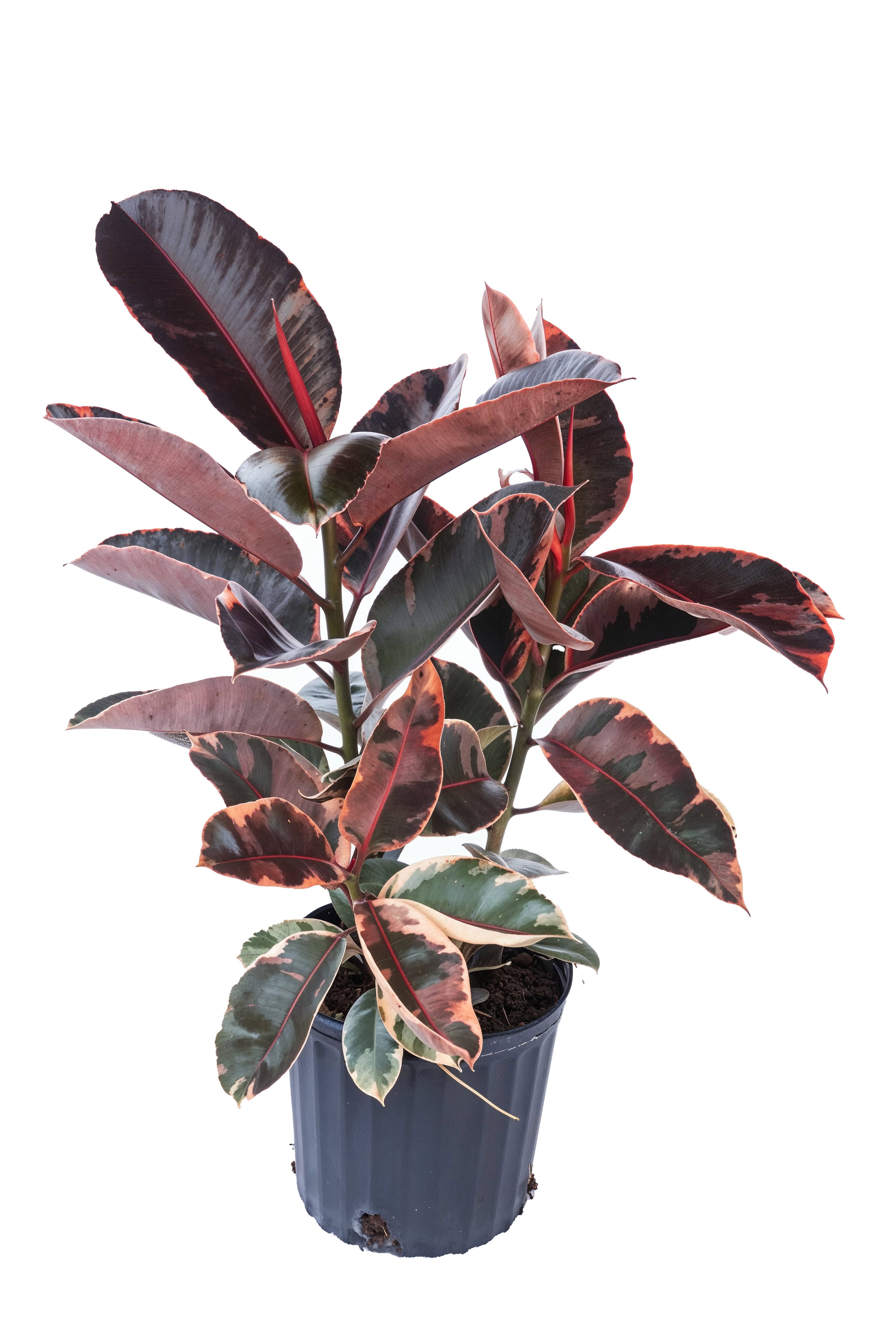 Ficus ruby