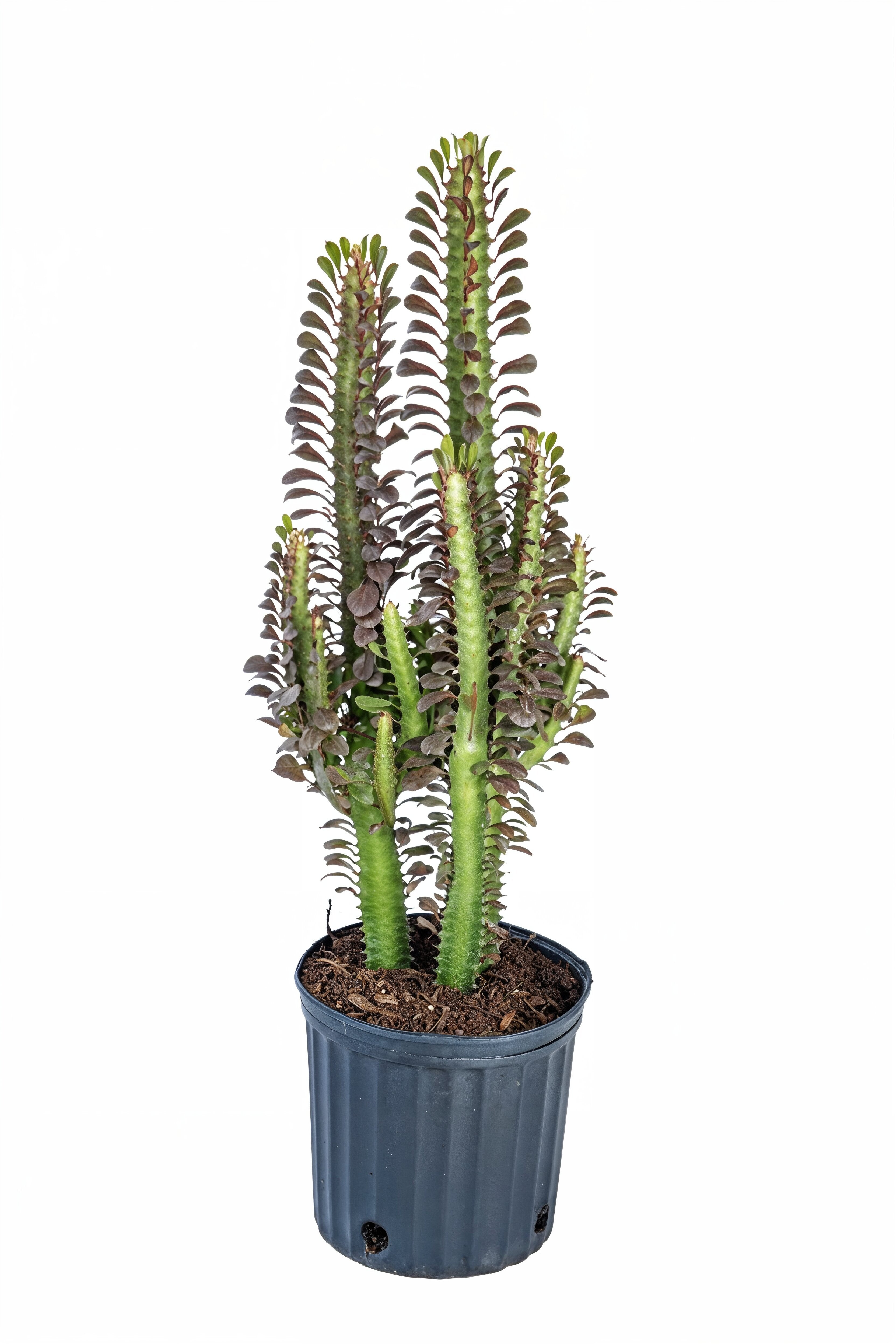 Euphorbia Trigona
