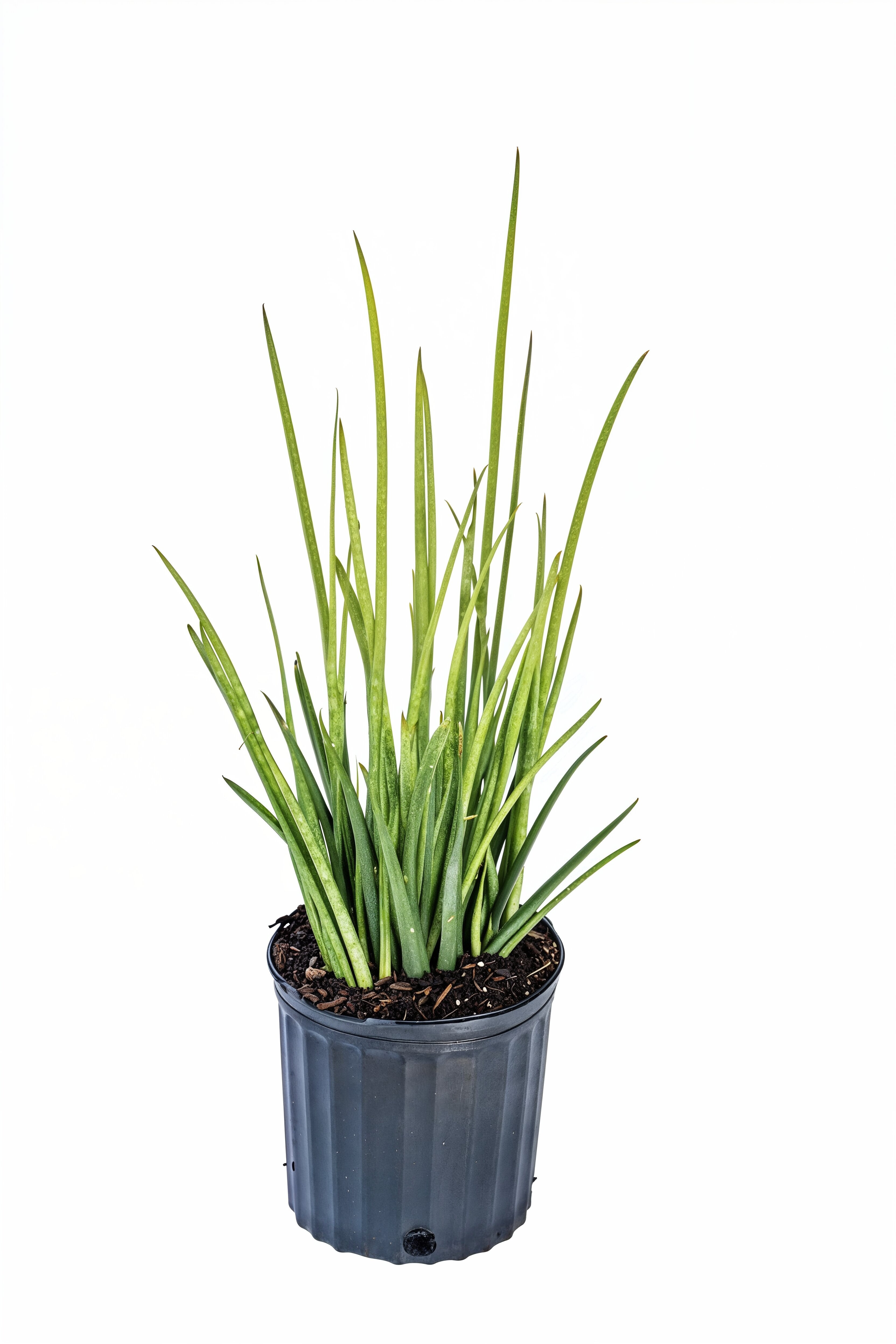 Sansevieria Bacularis