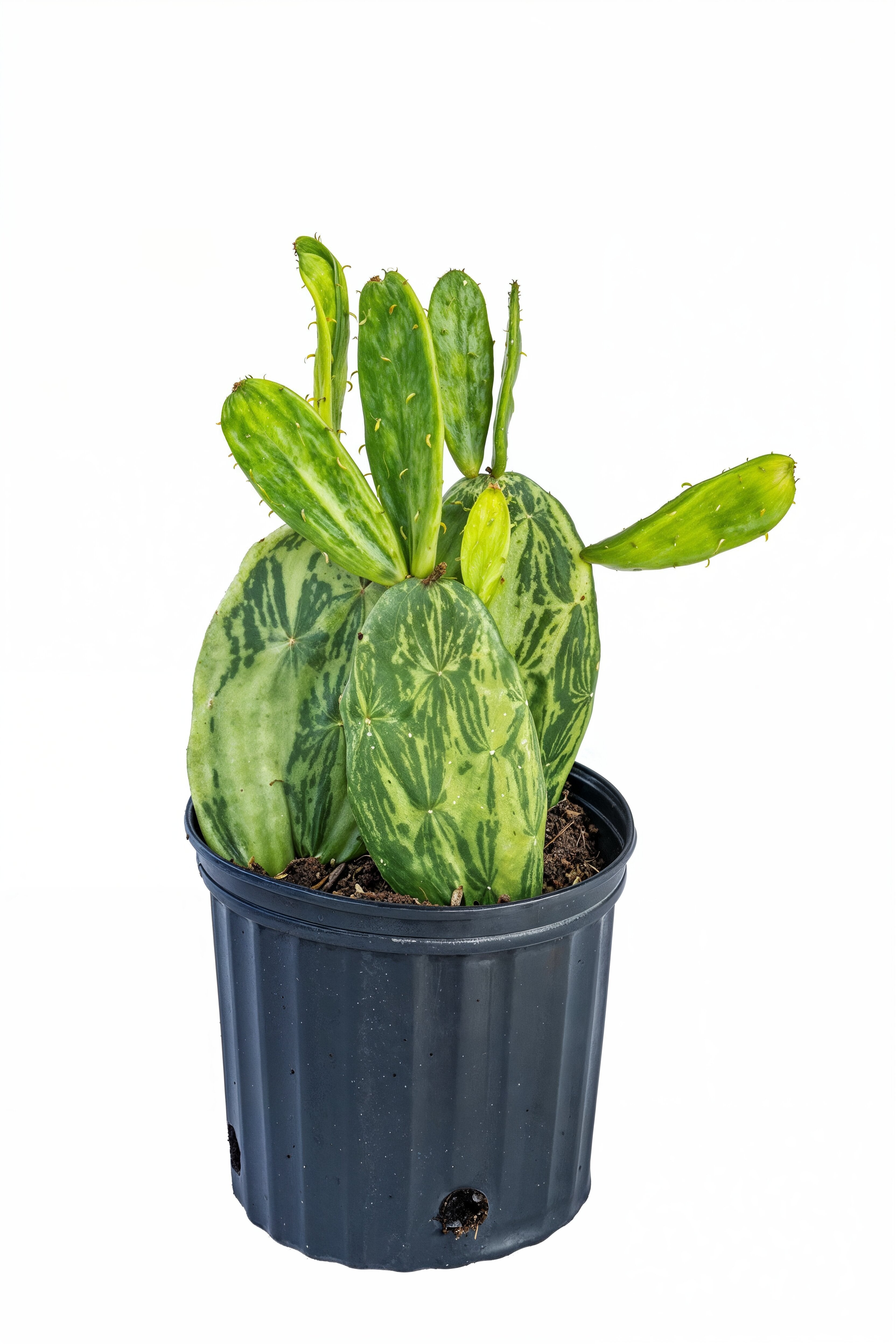 Opuntia Prickly Pear (variegated)
