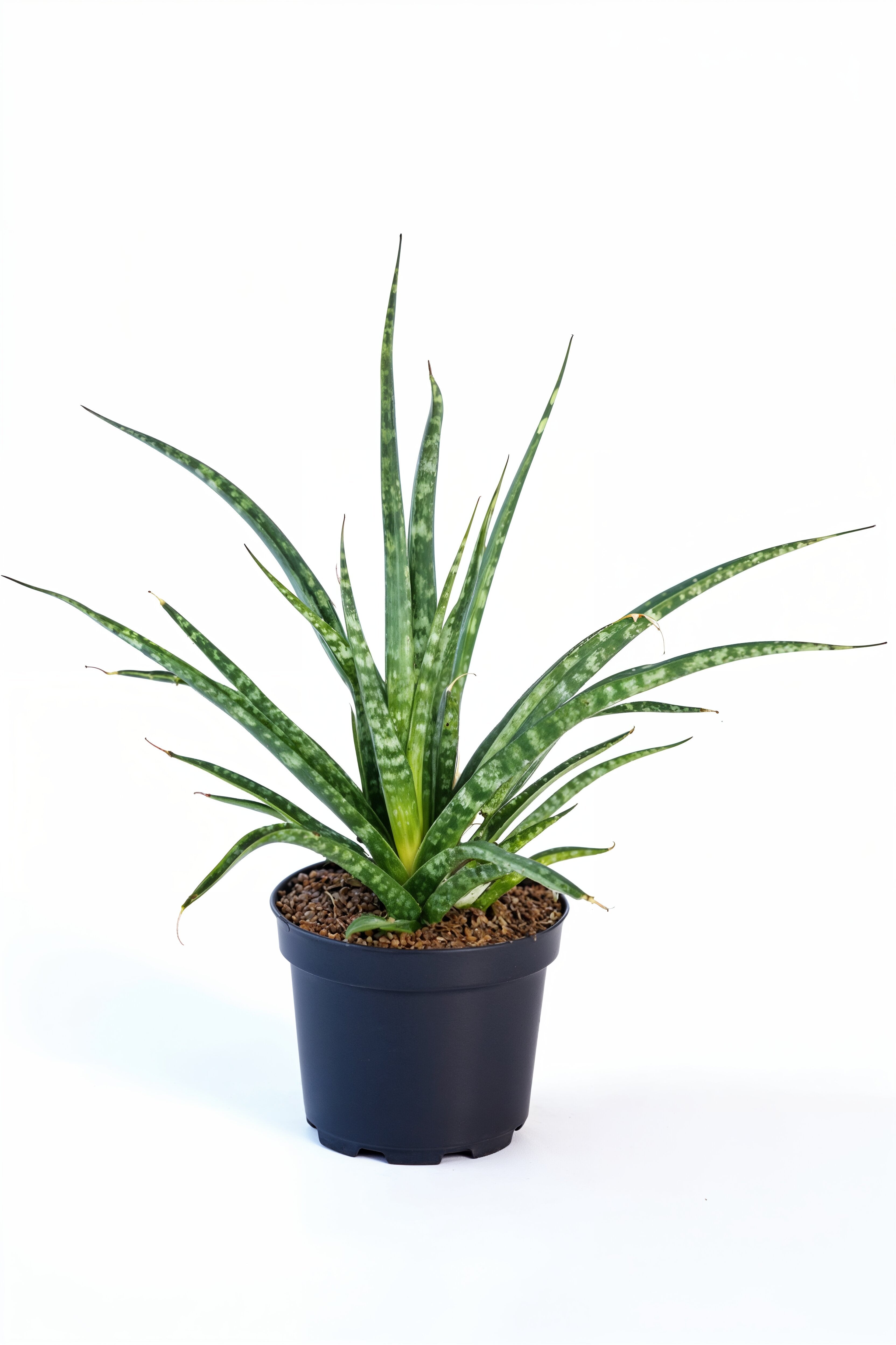 Sansevieria Fernwood