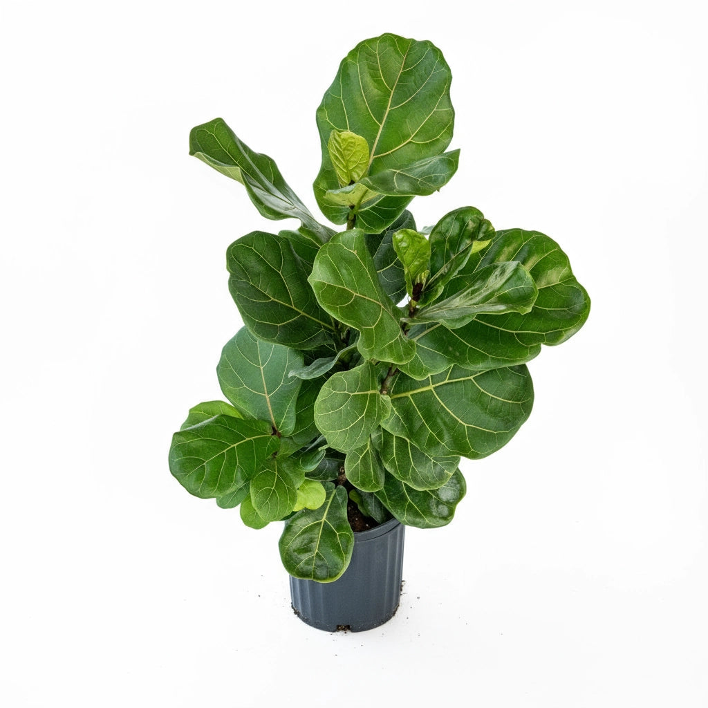 Ficus lyrata