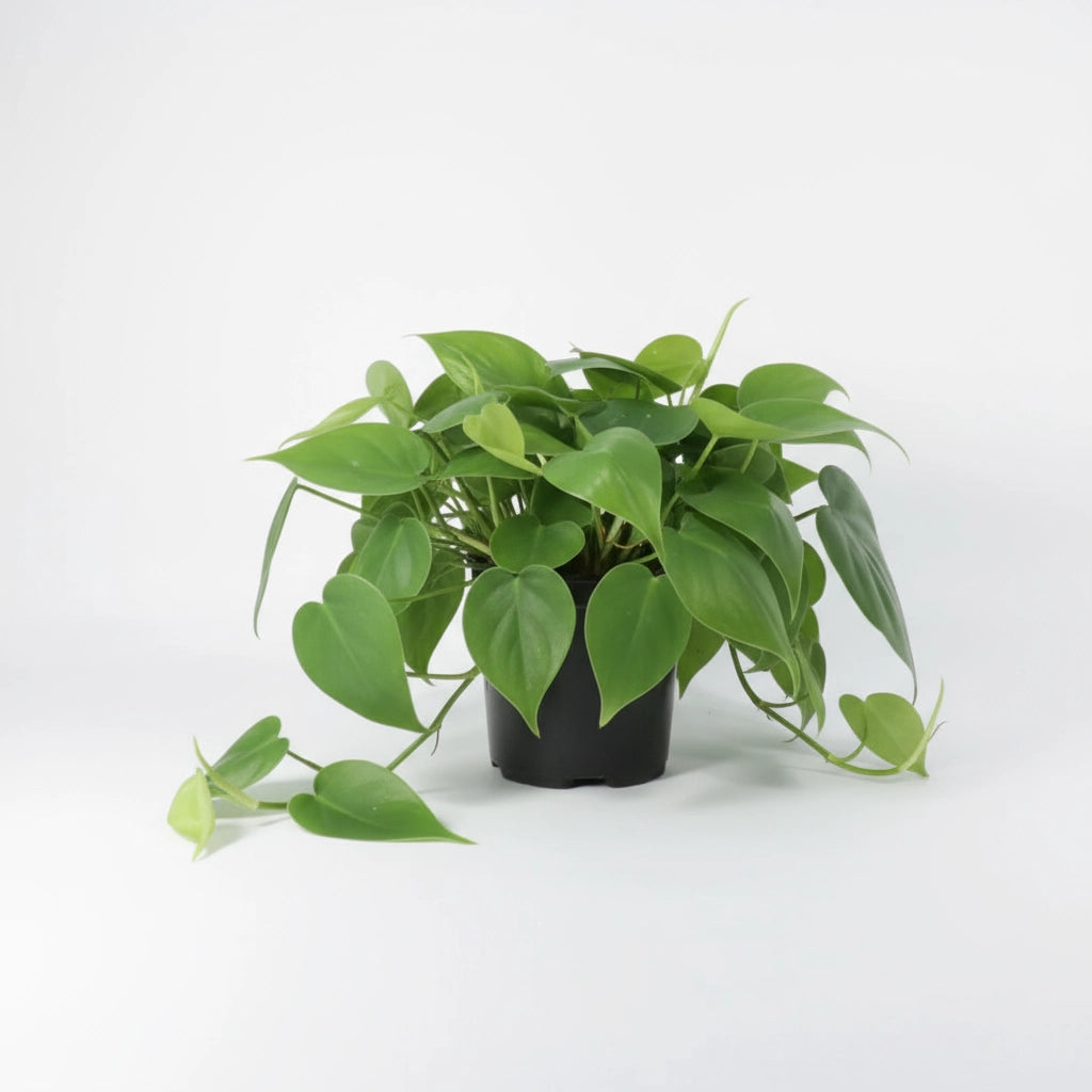 Philodendron Cordatum Green  / Full heads