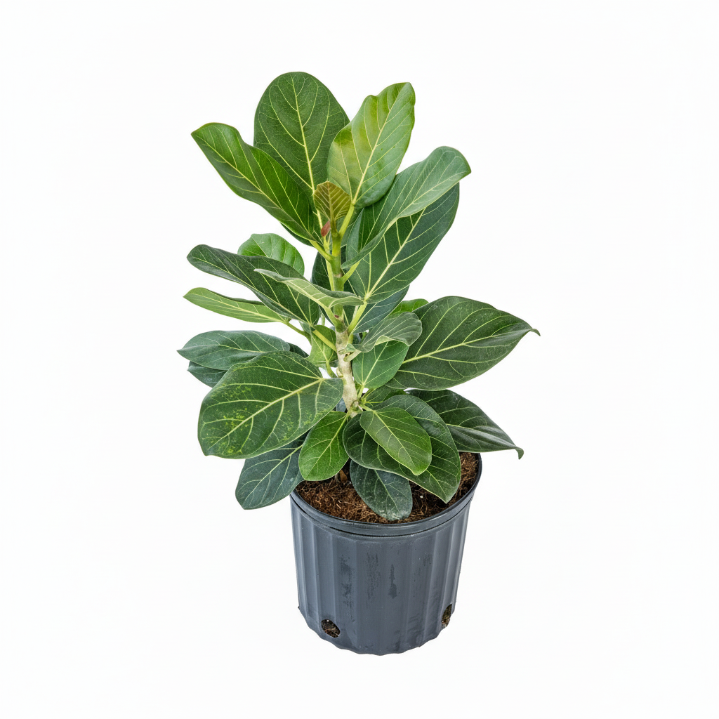Ficus audrey