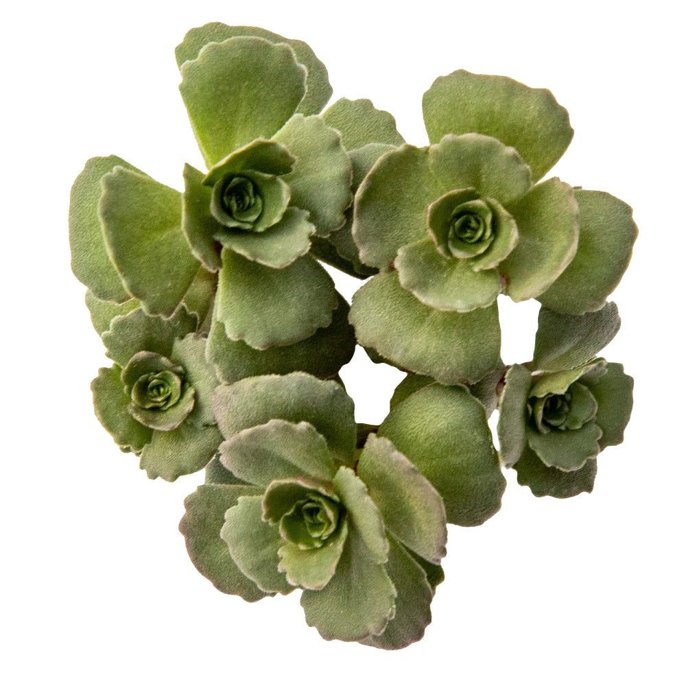 Sedum sieboldii