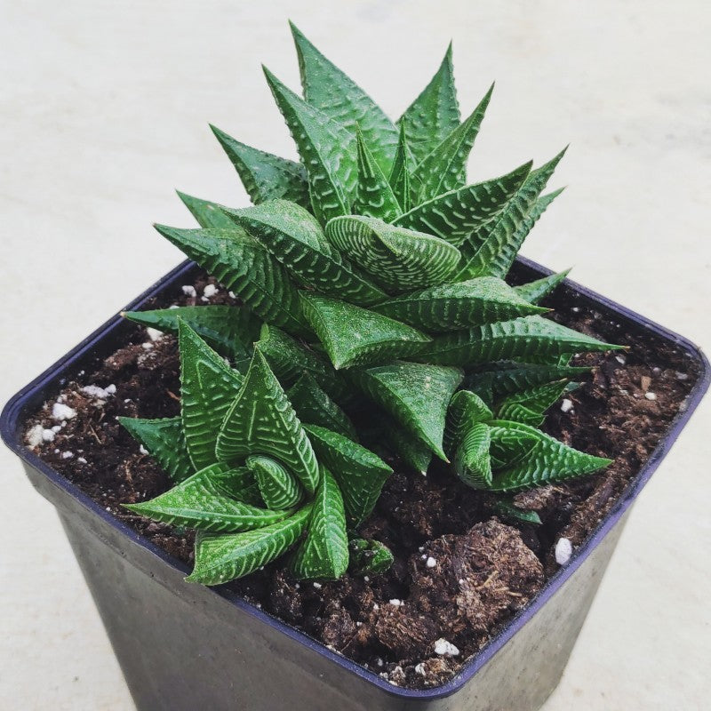 Haworthia Limifolia