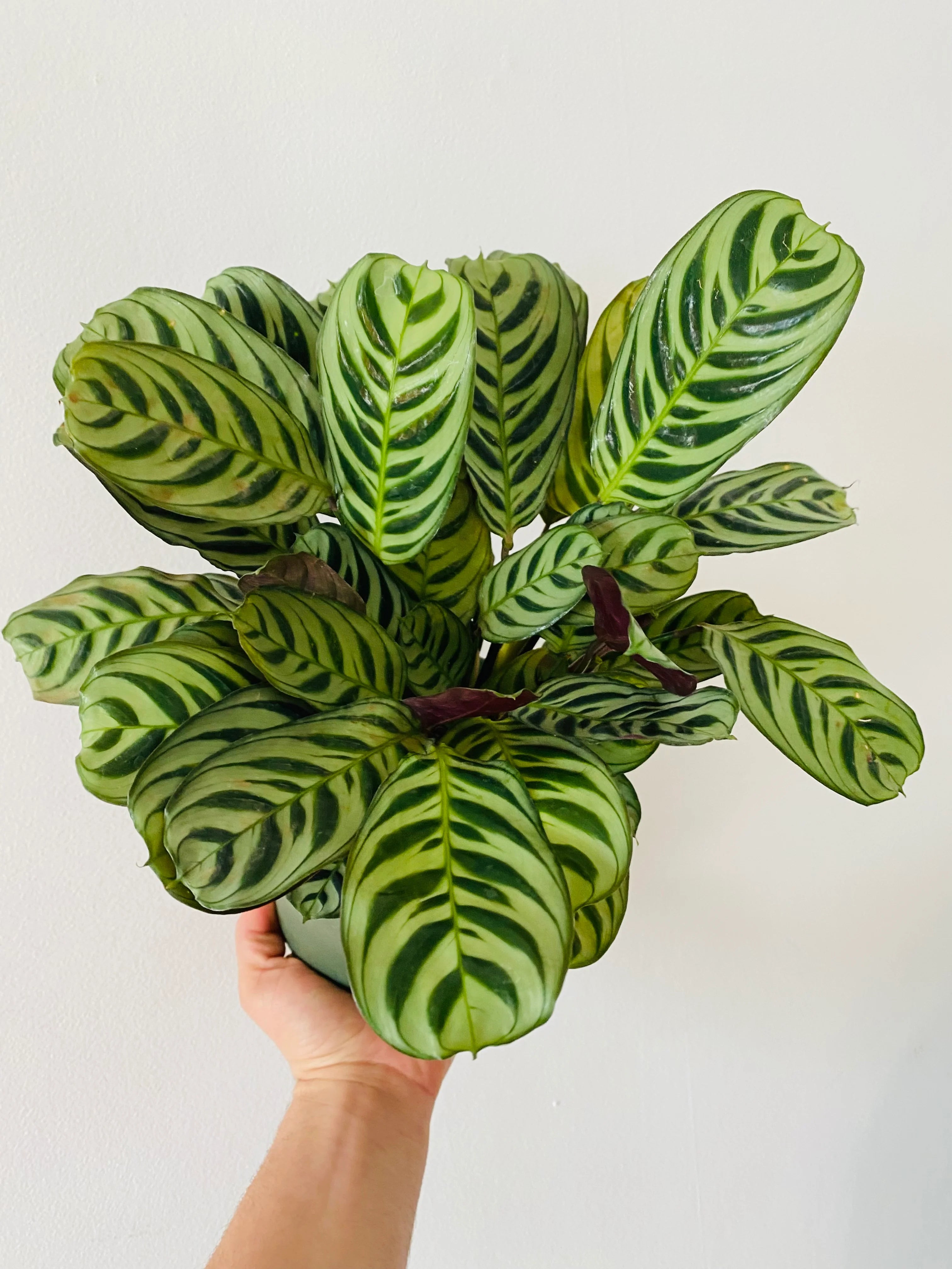 Calathea Burle Marx