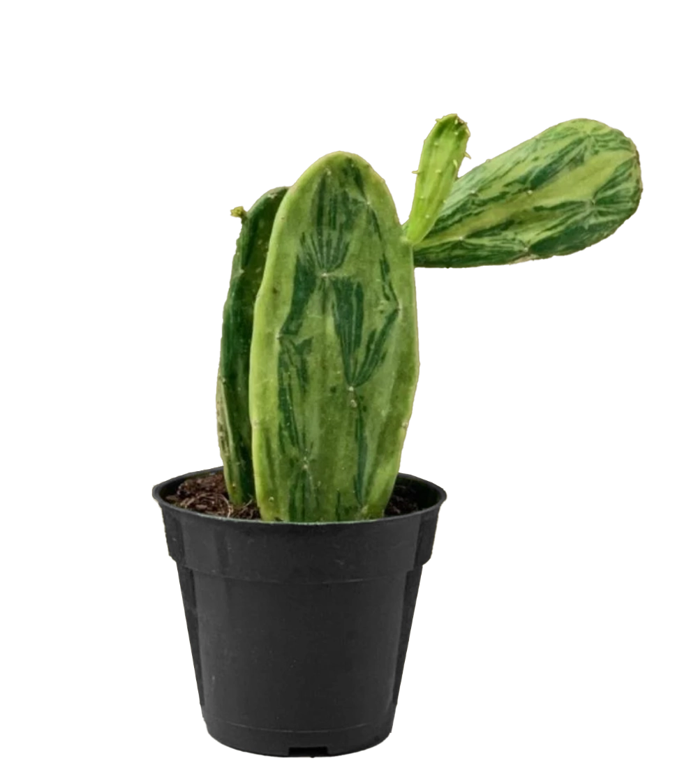 Opuntia cochenillifera variegata