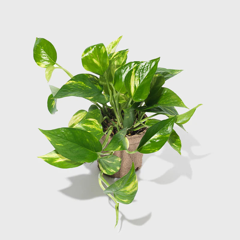 Pothos Golden  / Full heads - Short vines