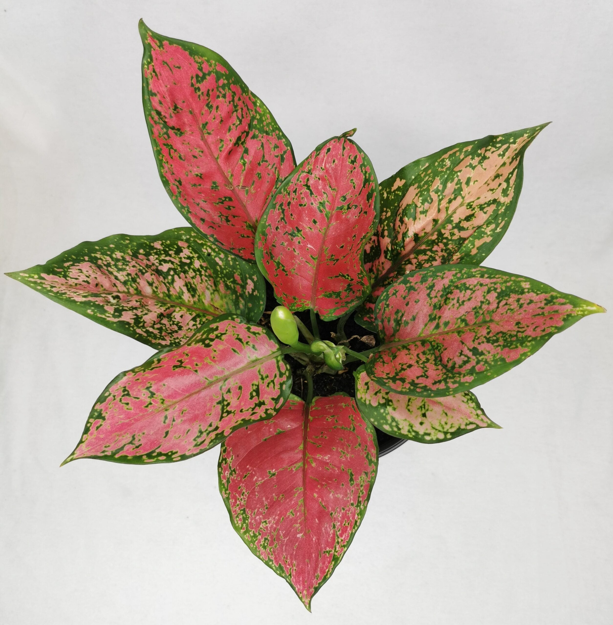 Aglaonema Valentina 12" - 14"
