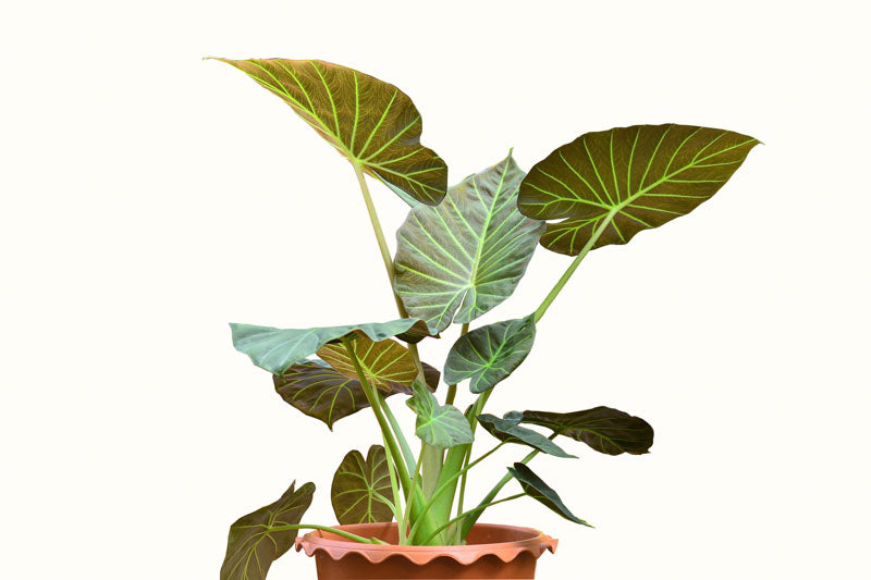 Alocasia Regald Shield 18" - 24"