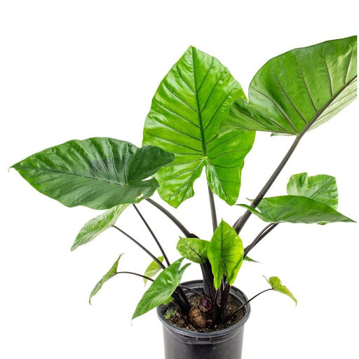 Alocasia Dark Star 12" - 18"